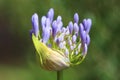 Agapanthas Flower Royalty Free Stock Photo